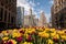 Tulips in bloom on Michigan Avenue in Chicago