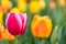 Tulips blooming closeup in spring