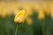 Tulips blooming in a field in Mount Vernon, Washington in the Skagit Valley