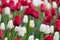 Tulips blooming in a field in Mount Vernon, Washington in the Skagit Valley