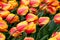 Tulips blooming in a field in Mount Vernon, Washington in the Skagit Valley heavy with rain