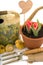 Tulips blooming in a pot with flowers gladiolus bulbs