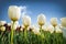 Tulips blooming in spring