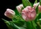 Tulips, bouquet and pink flower with spring plants from garden with floral bunch and leaves. Blossom, petal and green