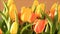 Tulips bouquet yellow orange rotate