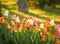 Tulips at the Break of Day Ready to Soak up the Sun.