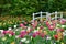 Tulips and a bridge in Keukenhof garden, Netherlands