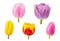 Tulips buds in different camera angles isolated on white background, elements for design collage, front view