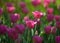 Tulips. a bulbous spring-flowering plant of the lily family, with boldly colored cup-shaped flowers.