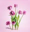 Tulips bunch with purple petals stands on pink background. Seasonal springtime flower. Beautiful bouquet. Front view