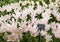 Tulips called the Ballade silver blooming in the Keukenhof garden