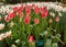 Tulips called the Judith Leyster and white daffodils blooming in the Keukenhof garden in Lisse, Holland