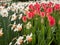 Tulips called the Judith Leyster and white daffodils blooming in the Keukenhof garden in Lisse, Holland