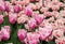 Tulips called the pink louvre blooming in the Keukenhof garden in Lisse, Holland, Netherlands