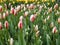 Tulips called the white pearl blooming in the Keukenhof garden in Lisse, Holland,