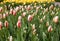 Tulips called the white pearl blooming in the Keukenhof garden in Lisse, Holland
