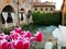 Tulips on canal, Treviso, Italy
