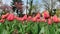 tulips in the central park