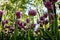 Tulips in the Central Park of culture and recreation in St. Petersburg.