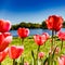 Tulips in the Central Park of culture and rest of St. Petersburg.