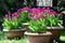 Tulips in the ceramics pot