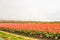 Tulips and cherry blossom trees or sakura with the Japanese Alps mountain range in the background , the town of Asahi in Toyama