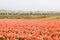 Tulips and cherry blossom trees or sakura  with the  Japanese Alps mountain range in the background , the town of Asahi in Toyama