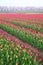 Tulips and cherry tree