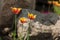 tulips close, tulips cute, tulips, beautiful tulips, colorful tu