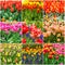 Tulips collage. Keukenhof flower garden-park, Netherlands, Holland