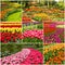 Tulips collage, Keukenhof flower park, Holland, Netherlands