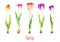 Tulips collection bright red, pink and purple striped flowers isolated on white hand painted watercolor illustration