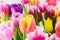 Tulips colorful spring flowers pink red yellow and green