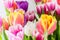 Tulips colorful spring flowers pink red yellow and green