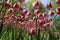 Tulips in the colours white and purple.