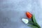 Tulips on concerte background with copy space for message. Mother`s Day background. Top view