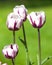 Tulips of crimson white coloring