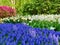 Tulips, daffodils and  Blue Grape Hyacinth flowers in spring garden