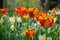 Tulips and Daffodils details