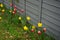 Tulips and daffodils by the fence in spring. Marzahn-Hellersdorf, Berlin, Germany