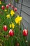 Tulips and daffodils by the fence in spring. Marzahn-Hellersdorf, Berlin, Germany