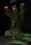 Tulips on dark background, black wooden table, romantic moment