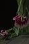 Tulips on dark background, black wooden table, romantic moment