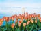 Tulips decorate the seaside walk in Sidney, Vancouver Island, British Columbia