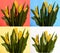 Tulips on different backgrounds. Collage