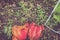 Tulips on Dirt with weeds