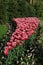 Tulips in display flower bed Keukenhof Gardens