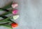 Tulips on distort concerte background with copy space for message. Mother`s Day background. Top view