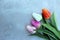 Tulips on distort concerte background with copy space for message. Mother`s Day background. Top view