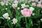 Tulips double pink delicate box, macro photo as the background